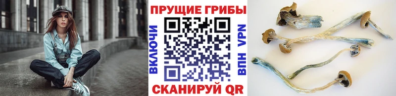 купить наркотики цена  Никольск  Псилоцибиновые грибы GOLDEN TEACHER 